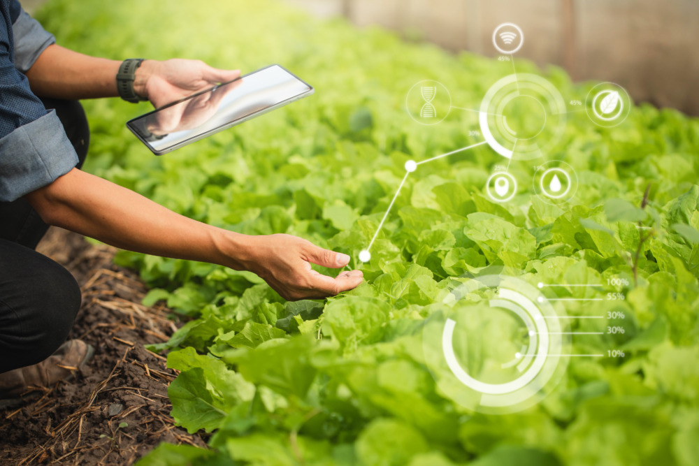 Smart agriculture technology with tablet data analysis in a vegetable farm, representing global agribusiness expansion and opportunities in the Asian market.
