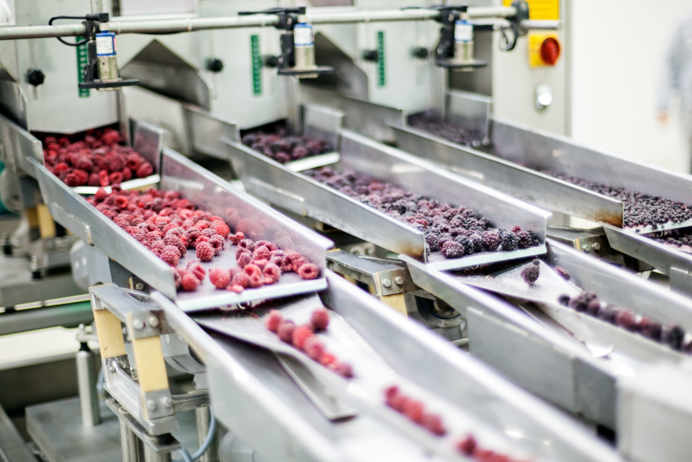 Frozen berries on a conveyor belt in a food processing factory, symbolizing global expansion, export, and branding strategies for food manufacturers